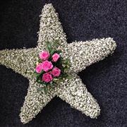 5 Point Gypsophila Star  