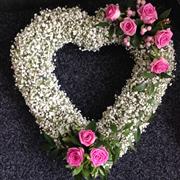 Gypsophila Open Heart 