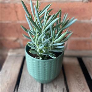 Potted Senecio Plant 