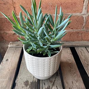 White Potted Senecio Plant 