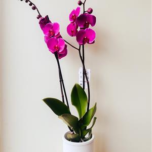 Potted Phalaenopsis Orchid Dark Pink 