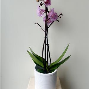 Potted Phalaenopsis Orchid Rose Pink 
